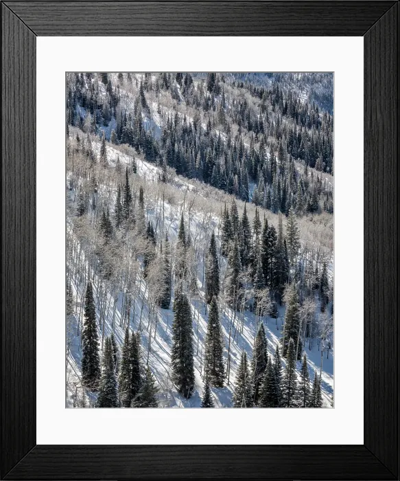 Framed Print : USA, Colorado, Routt County, Steamboat Springs, Ridges of aspen trees and conifers