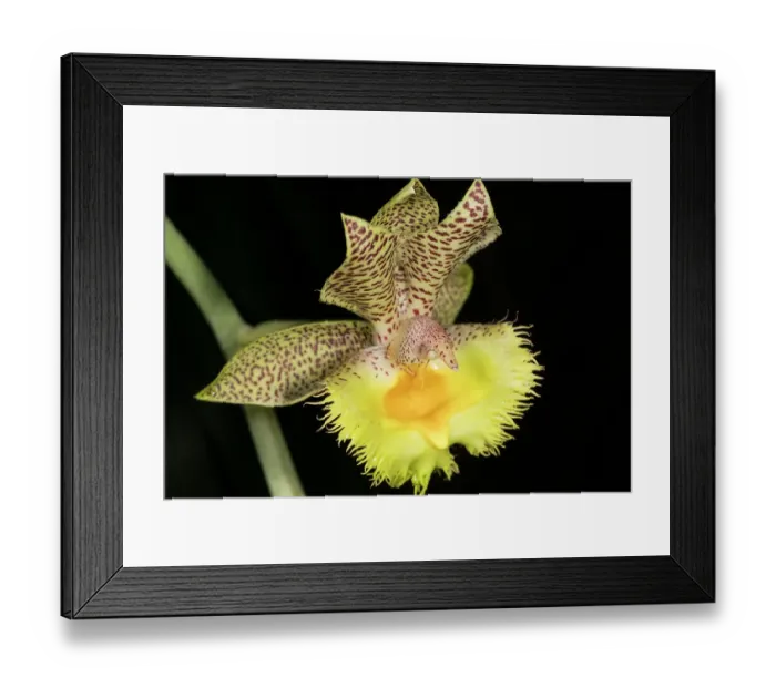 Framed Print : Calochilus, commonly known as beard orchids, is a genus of about 30 species of plants in the orchid family, mostly from Australia and New Zealand
