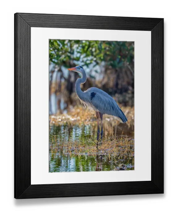 Framed Print : A great blue heron stands majestically over the wetland it calls home Framed Print : A great blue heron stands majestically over the wetland it calls home