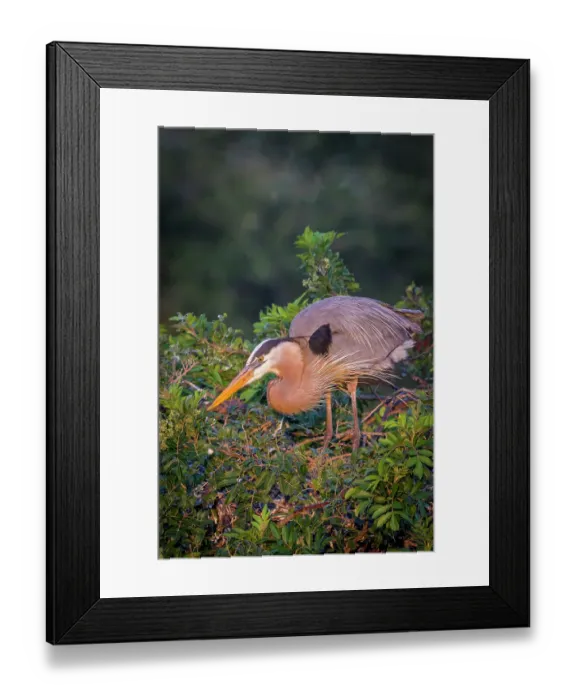 Framed Print : While guarding a nest, great blue herons constantly maintain their regal look, complete with elegant plumes