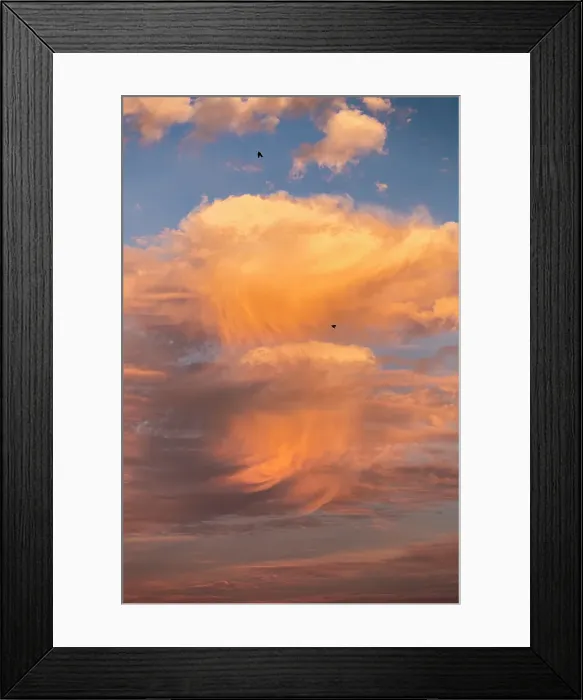Framed Print : A pair of crows ride the wind as the south Florida sun sets, bringing pink and orange color to the clouds Framed Print : A pair of crows ride the wind as the south Florida sun sets, bringing pink and orange color to the clouds