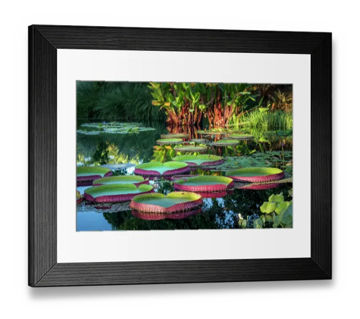 Framed Print : The giant water lily, a floating aquatic plant, decorates the open water of a pond at Naples Botanical Garden, Collier County, Florida Framed Print : The giant water lily, a floating aquatic plant, decorates the open water of a pond at Naples Botanical Garden, Collier County, Florida