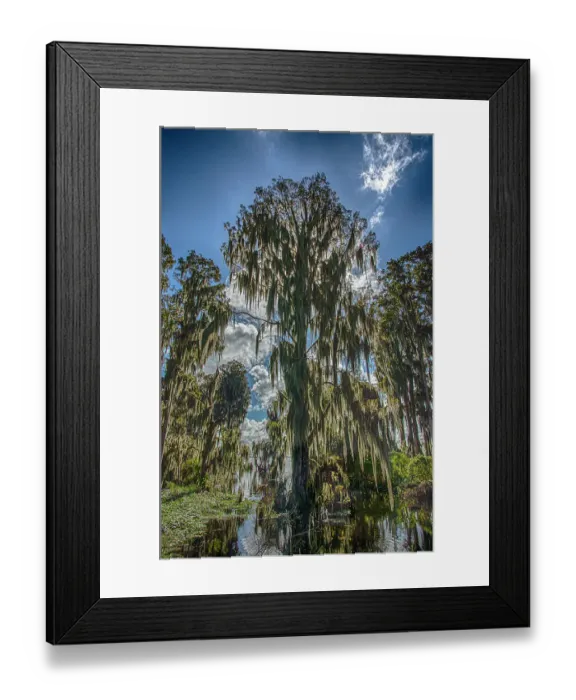 Framed Print : The sun's rays are absorbed by Cypress trees in flooded Florida swamps, its branches draped with Spanish moss Framed Print : The sun's rays are absorbed by Cypress trees in flooded Florida swamps, its branches draped with Spanish moss