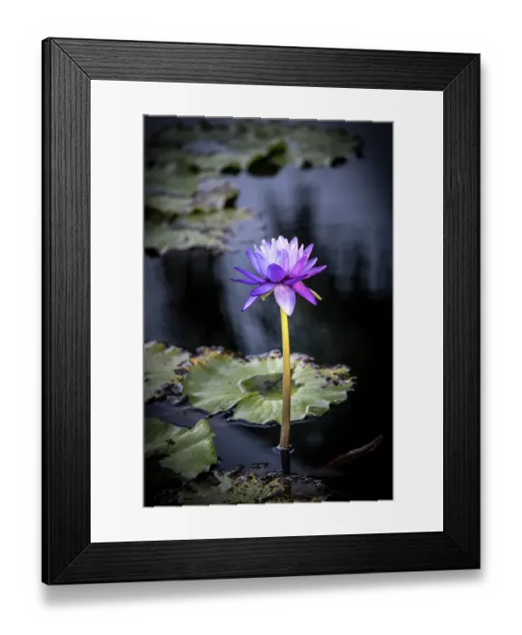 Framed Print : A waterlily emerges to show off it's beautiful purple bloom Framed Print : A waterlily emerges to show off it's beautiful purple bloom