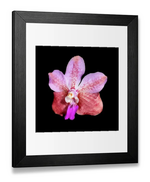 Framed Print : Phalaenopsis is one of the most cultivated and hybridized group of epiphytic orchids. They are attractive to ants and other insects Framed Print : Phalaenopsis is one of the most cultivated and hybridized group of epiphytic orchids. They are attractive to ants and other insects