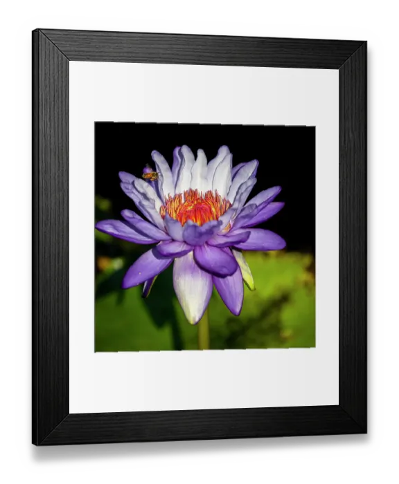 Framed Print : A waterlily emerges to show off it's beautiful purple bloom for a passing bee