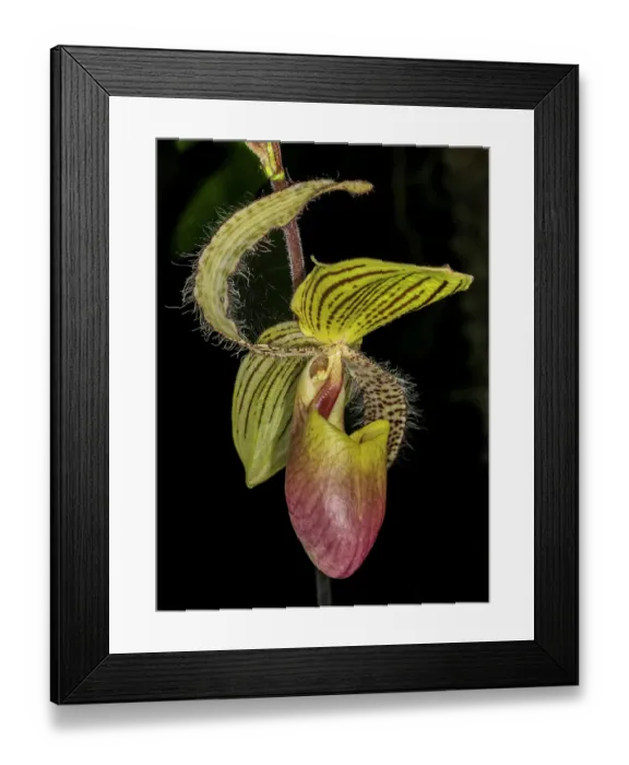 Framed Print : A hybrid Paphiopedilum orchid, native to Asia, shows off its unique pouch-shaped lip, lending to it the common name, Lady Slipper Framed Print : A hybrid Paphiopedilum orchid, native to Asia, shows off its unique pouch-shaped lip, lending to it the common name, Lady Slipper