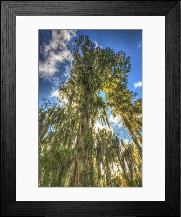 Framed Print : The sun's rays are absorbed by Cypress trees in flooded Florida swamps, its branches draped with Spanish moss Framed Print : The sun's rays are absorbed by Cypress trees in flooded Florida swamps, its branches draped with Spanish moss