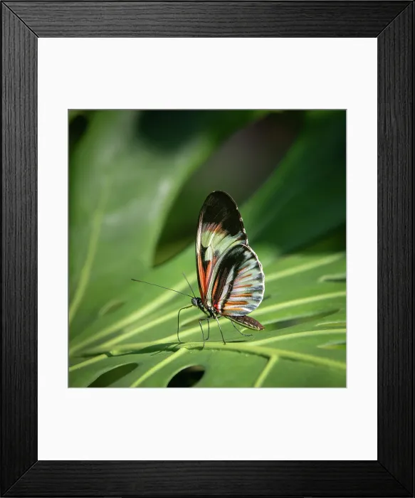 Framed Print : The Piano Key butterfly is one of the Heliconius butterflies, or longwings, and are found mostly in the neotropics of South and Central America Framed Print : The Piano Key butterfly is one of the Heliconius butterflies, or longwings, and are found mostly in the neotropics of South and Central America