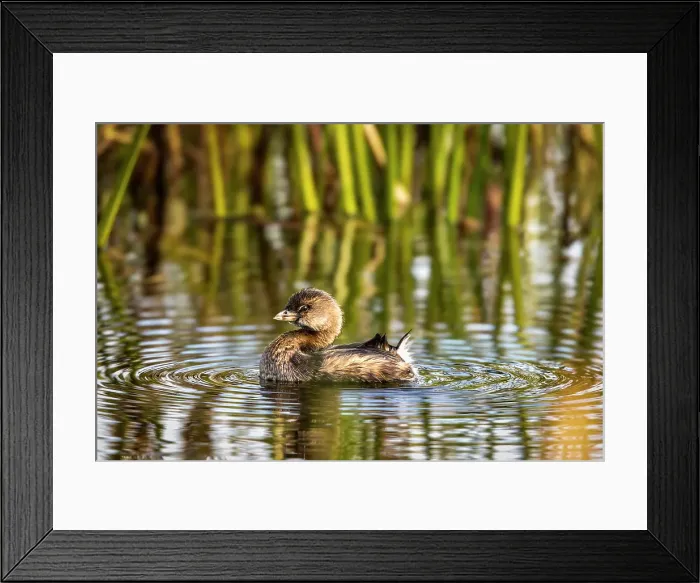 Framed Print : A pied-billed grebe floats casually in the marsh at the Viera Wetlands in Brevard County, Florida, USA Framed Print : A pied-billed grebe floats casually in the marsh at the Viera Wetlands in Brevard County, Florida, USA