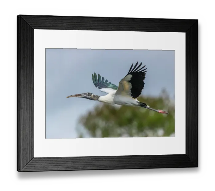 Framed Print : An endangered wood stork glides into it's nest within a large rookery in south Florida Framed Print : An endangered wood stork glides into it's nest within a large rookery in south Florida
