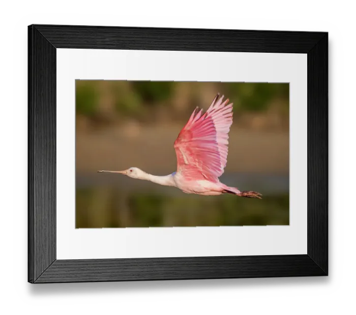 Framed Print : Roseate spoonbills flies across the marsh