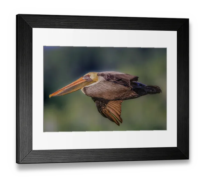 Framed Print : A majestic brown pelican glides across the sky