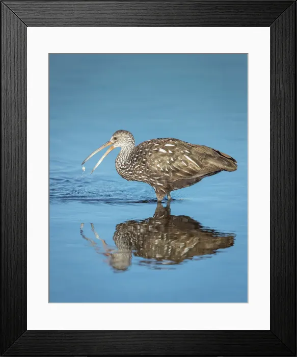 Framed Print : A limpkin releases a freshwater clam in order to get a better purchase before eating Framed Print : A limpkin releases a freshwater clam in order to get a better purchase before eating