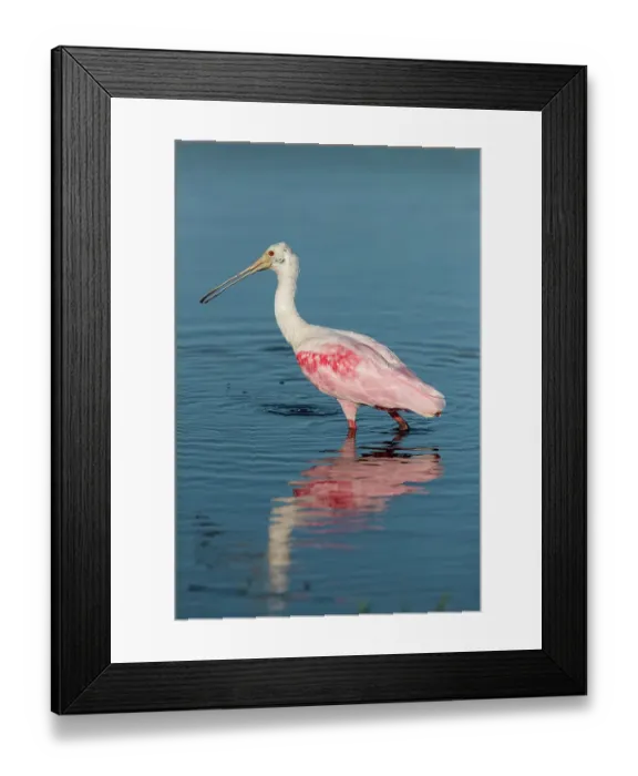 Framed Print : A roseate spoonbill water through shallow water