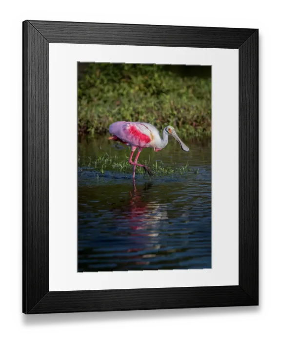 Framed Print : Roseate spoonbills display their bright pink color Framed Print : Roseate spoonbills display their bright pink color