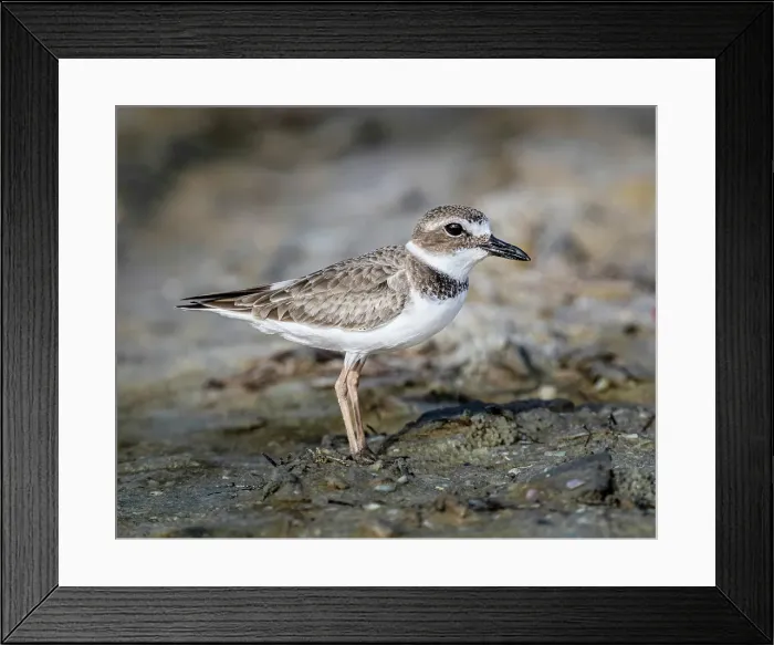 Framed Print : Perfectly formed feathers of a Wilson's plover highlight this winter-time plumage
