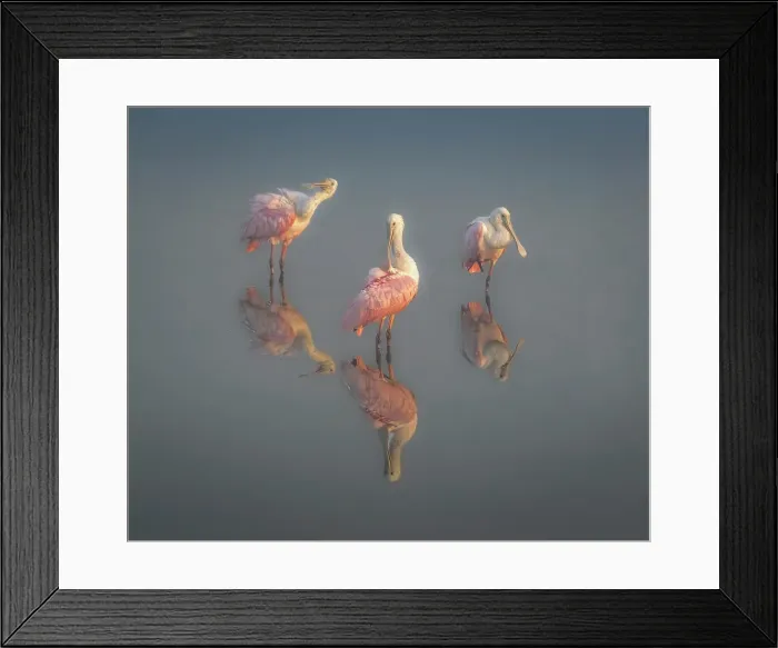 Framed Print : A trio of spoonbills preen in the fogging morning light Framed Print : A trio of spoonbills preen in the fogging morning light