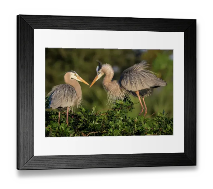 Framed Print : Mated pairs of great blue herons often reinforce their bond by displaying ruffled plume feathers and intimate postures towards each other
