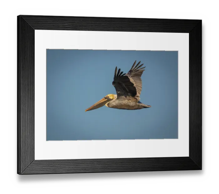 Framed Print : A brown pelican flies across the sky