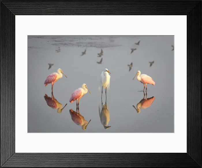 Framed Print : Roseate spoonbills and a great egret congregate in still marsh waters Framed Print : Roseate spoonbills and a great egret congregate in still marsh waters