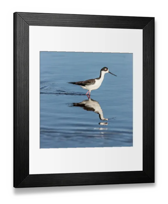 Framed Print : A beautiful adult black-necked stilt walks through shallow water Framed Print : A beautiful adult black-necked stilt walks through shallow water
