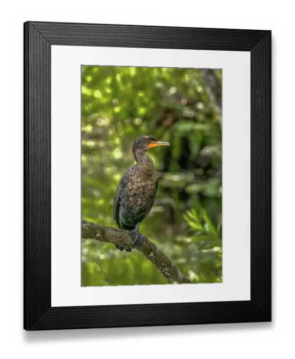 Framed Print : A double-crested cormorant shows off wonderful feather detail close-up Framed Print : A double-crested cormorant shows off wonderful feather detail close-up
