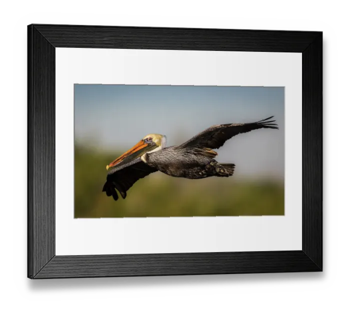 Framed Print : A majestic brown pelican glides across the sky Framed Print : A majestic brown pelican glides across the sky