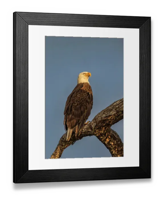 Framed Print : An adult bald eagle perches stoically, surveying it's territory Framed Print : An adult bald eagle perches stoically, surveying it's territory
