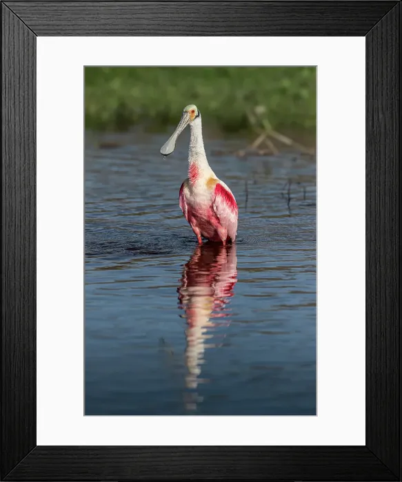 Framed Print : Roseate spoonbills display their bright pink color Framed Print : Roseate spoonbills display their bright pink color