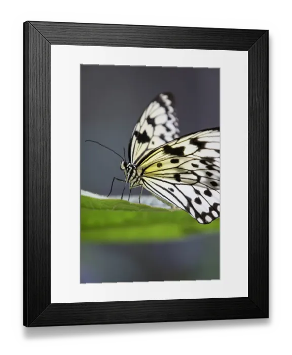 Framed Print : The large tree nymph, also known as the paper kite butterfly and rice paper butterfly, is native to Southeast Asia