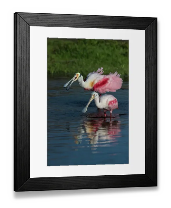 Framed Print : Roseate spoonbills display their bright pink color