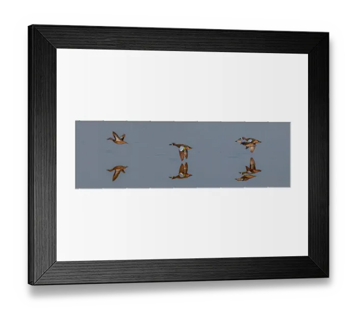 Framed Print : A trio of blue-wing teal fly low across water, with their reflection Framed Print : A trio of blue-wing teal fly low across water, with their reflection