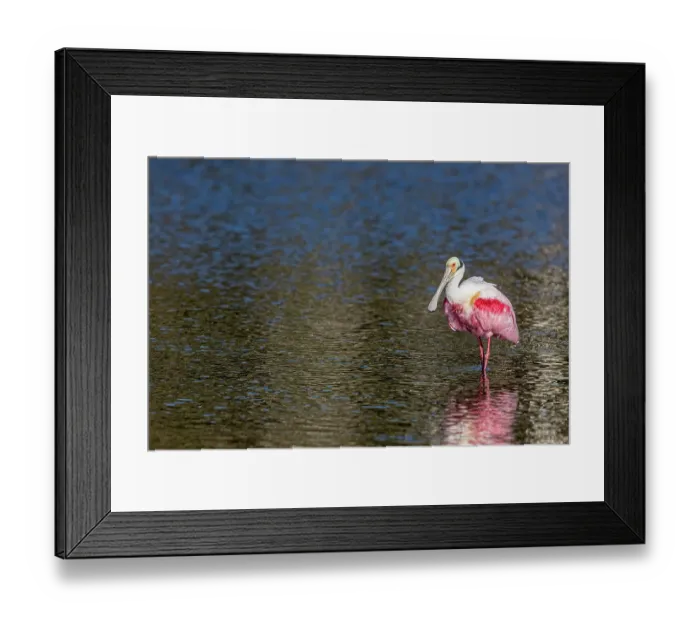 Framed Print : Roseate spoonbills display their bright pink color Framed Print : Roseate spoonbills display their bright pink color