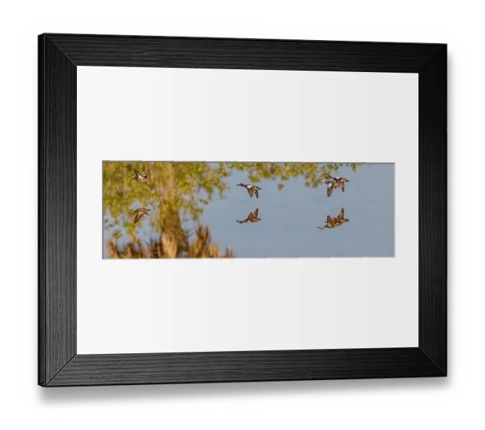 Framed Print : Blue-winged teal fly low across water Framed Print : Blue-winged teal fly low across water