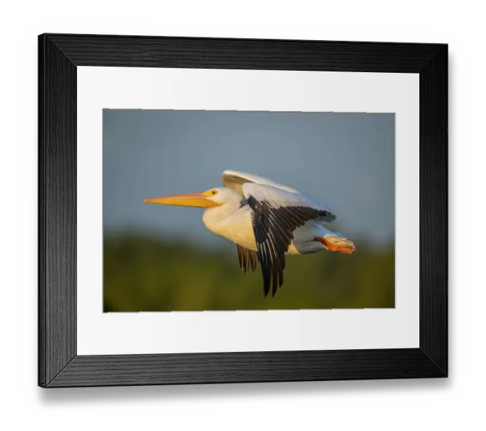 Framed Print : A white pelican flies across the sky Framed Print : A white pelican flies across the sky