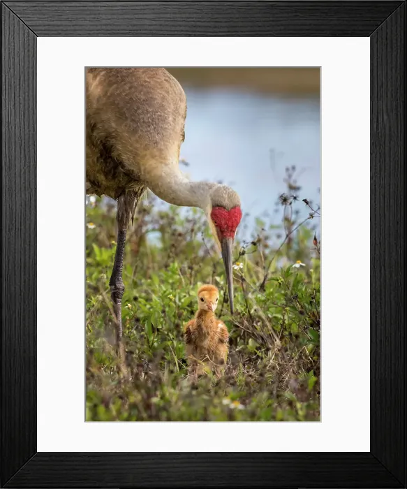 Framed Print : An adult sandhill crane with young colt look for bugs to eat