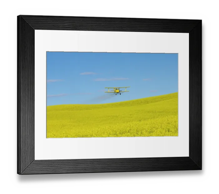 Framed Print : USA, Idaho. Yellow crop duster spraying over canola field. (Editorial Use Only) Framed Print : USA, Idaho. Yellow crop duster spraying over canola field. (Editorial Use Only)