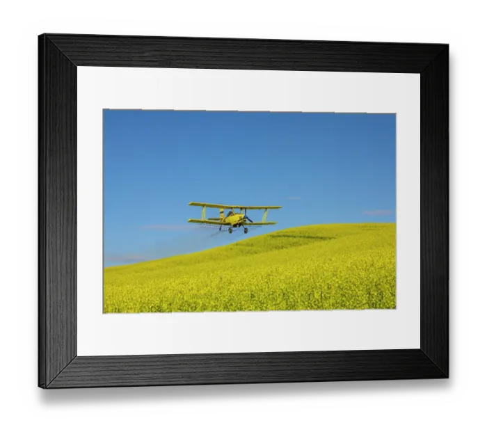 Framed Print : USA, Idaho. Yellow crop duster spraying over canola field. (Editorial Use Only) Framed Print : USA, Idaho. Yellow crop duster spraying over canola field. (Editorial Use Only)