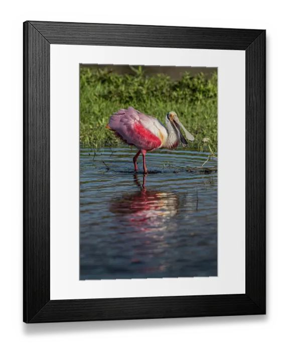 Framed Print : Roseate spoonbills display their bright pink color