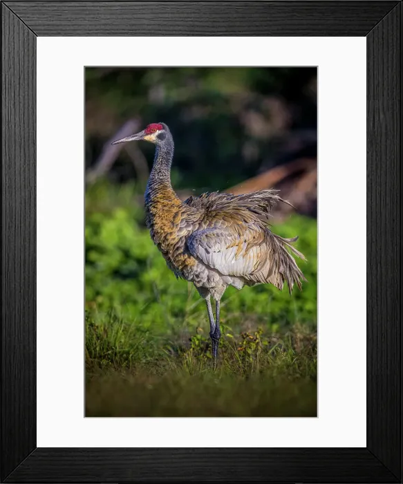 Framed Print : A sandhill crane fluffs its feathers, before setting them into perfect arrangement