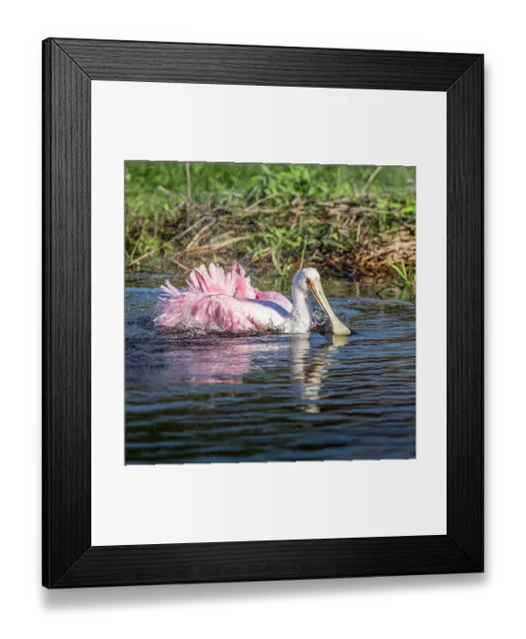 Framed Print : A roseate spoonbill demonstrates extreme bathing Framed Print : A roseate spoonbill demonstrates extreme bathing