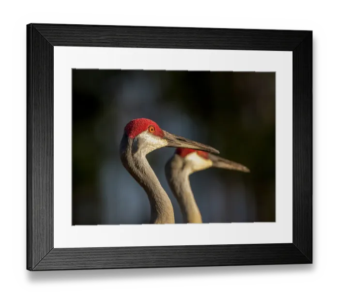 Framed Print : Sandhill cranes are tall regal birds Framed Print : Sandhill cranes are tall regal birds