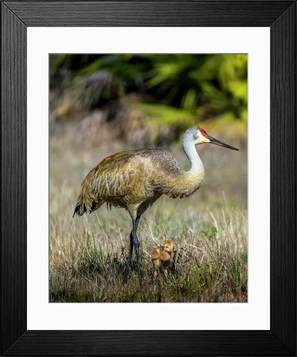 Framed Print : An adult sandhill crane with young colt look for bugs to eat