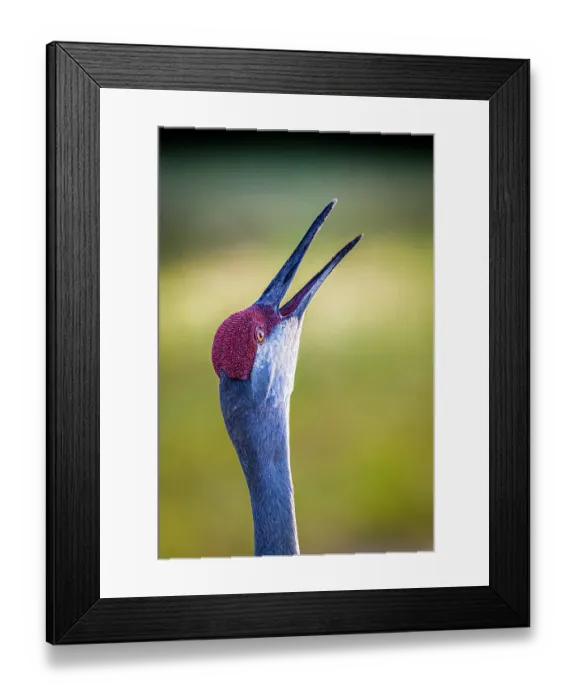 Framed Print : A sandhill crane calls out with a loud bugle-like voice