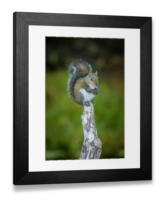 Framed Print : A gray squirrel eats something on top of a cypress knee