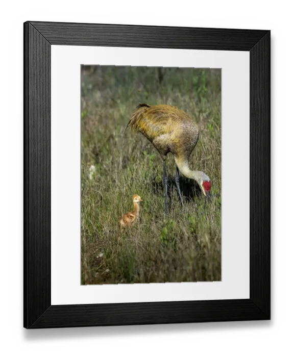 Framed Print : An adult sandhill crane with young colt look for bugs to eat