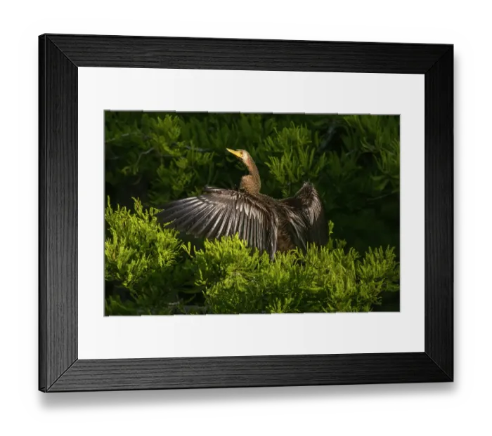 Framed Print : A female anhinga spreads out her wings to dry in the morning sun Framed Print : A female anhinga spreads out her wings to dry in the morning sun