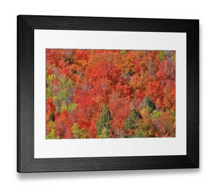 Framed Print : USA, Idaho. Bloomington Canyon Road hillsides in fall color on maple Framed Print : USA, Idaho. Bloomington Canyon Road hillsides in fall color on maple
