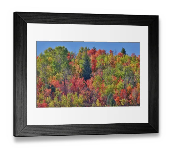 Framed Print : USA, Idaho. Bloomington Canyon Road hillsides in fall color on maple Framed Print : USA, Idaho. Bloomington Canyon Road hillsides in fall color on maple